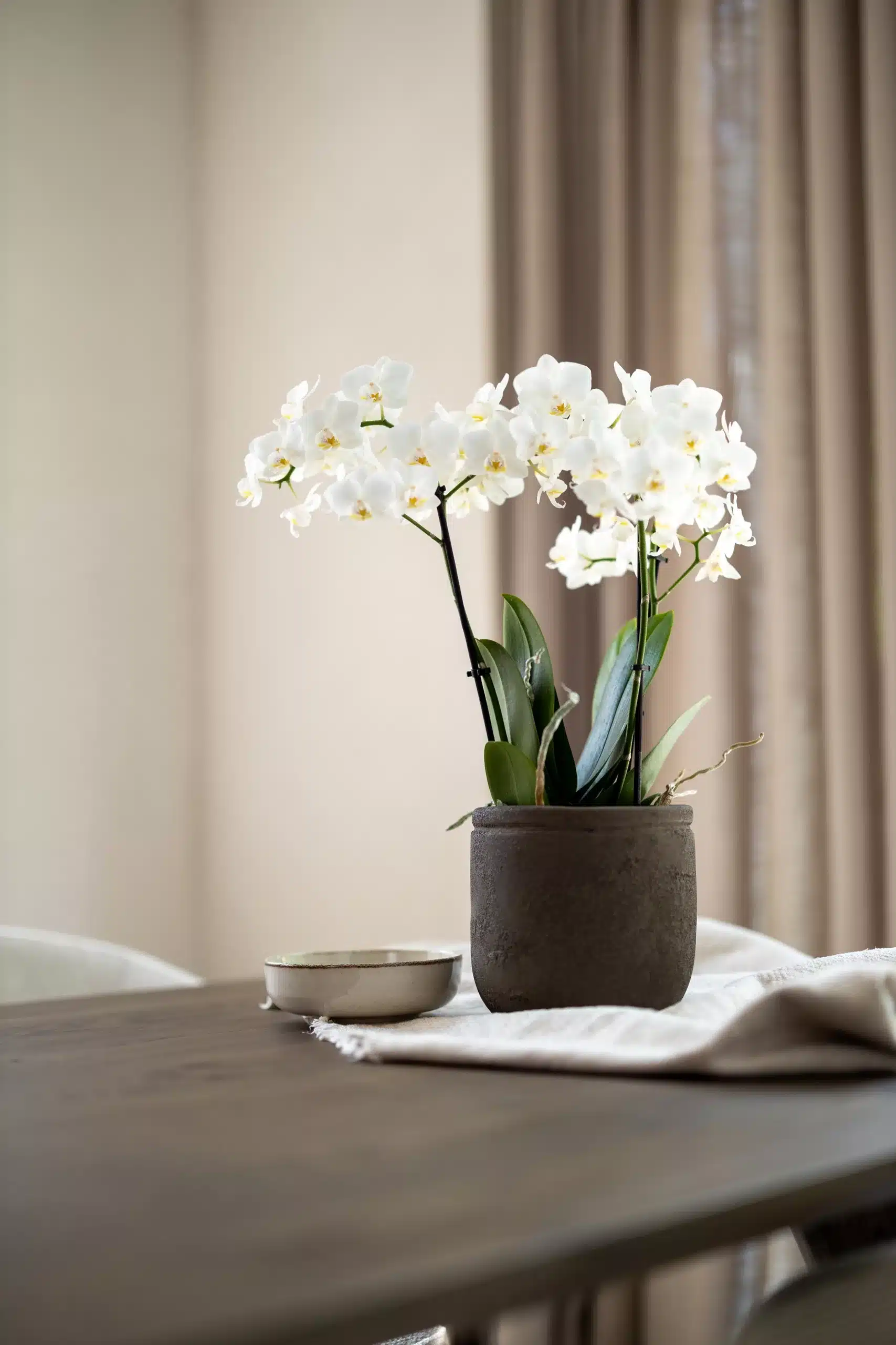 Potten worden vaak over het hoofd gezien maar, zijn ongelooflijk veelzijdig en spelen een vitale rol bij het creëren van een ruimte die echt past bij jouw persoonlijke stijl. In deze tekst vertellen we meer over hoe je potten op een creatieve manier kunt gebruiken in je interieur en de juiste kleur van potten te kiezen.